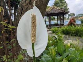 Weiss, Blau und rot dekorativ Blume auf das zurück Hof Garten. das Foto ist geeignet zu verwenden zum Natur Hintergrund und Inhalt Medien.