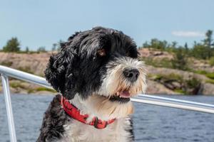 Porträt von ein Portugiesisch Wasser Hund foto