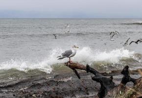 Möwe auf ein Treibholz Log foto