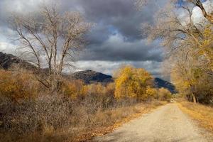Gelb Herbst Blätter und nackt Bäume auf ein Wandern Weg im das Okanagan Senke foto