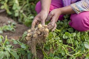 Wurzeln voll Kartoffeln sind zeigen ein Arbeiter beim thakurgong, Bangladesch. foto