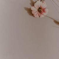 Rosa Blume auf Beige Hintergrund. einfach minimalistisch Komposition foto