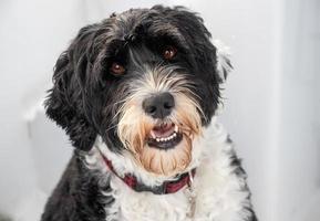 Porträt von ein Portugiesisch Wasser Hund foto