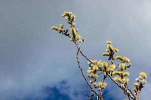 Muschi Weiden und wolkig Himmel Hintergrund foto