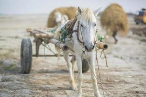 ein Fracht Pferd Auto Hochladen ein Arbeit im das Dorf von Kartikpur, Dohar, Bangladesch. foto