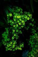 Plastik Grün Blatt dekoriert Mini Pflanze Hintergrund. Plastik Pflanze. Plastik bunt dekorativ Blätter. foto