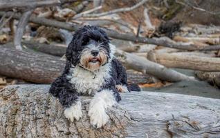 Hund Verlegung auf ein Log beim das Strand foto