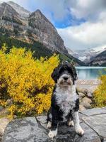 Hund beim See Louise im banff National Park im Alberta, Kanada foto