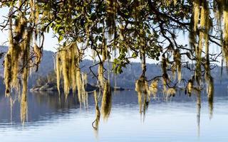 Aussicht von Roche Bucht durch das Moos bedeckt Geäst von ein Erdbeerbaum Baum foto