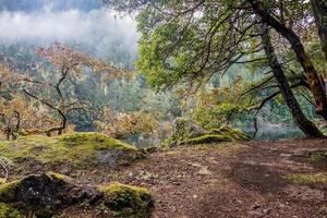 mystisch Wald beim Matheson See regional Park, Viktoria, bc foto