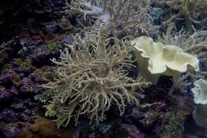 groß Innere von das Aquarium auf das Spanisch Insel von Tenerife im loro Park foto