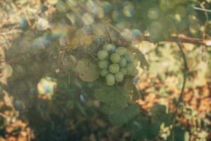 reif Grün Trauben auf ein Ranke im ein Weinberg auf ein warm Herbst Tag im Nahansicht foto