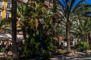 Sommer- Landschaft mit Paseo de la Erklärung alicante im Spanien foto