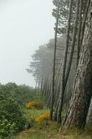 Wald wachsend auf das Dünen auf das Strand von das baltisch Meer auf ein nebelig Tag Polen foto