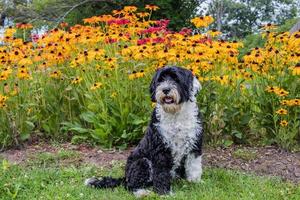 Hund mit Blumen foto