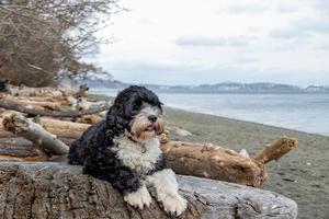 Hund Verlegung auf ein Log beim das Strand foto