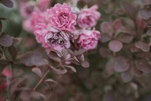 zart Rosa Rose gegen ein Hintergrund von Grün Blätter im ein Sommer- Garten foto