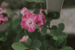zart Rosa Rose gegen ein Hintergrund von Grün Blätter im ein Sommer- Garten foto