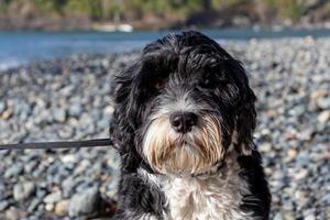 Hund Porträt auf ein felsig Strand foto
