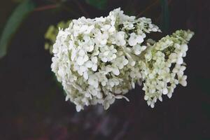 Blume von Weiß Hortensie unter Grün Blätter im Sommer- Garten foto