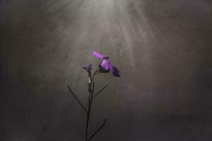 wenig zart lila Frühling Blume im das Wiese Nahansicht foto