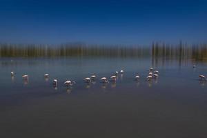 l Vogel weiß-rosa Flamingo auf ein salzig Blau See im Spanien im Calpe städtisch Landschaft foto