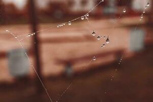 wenig Sanft Wasser Tropfen auf ein Spinne Netz auf ein Herbst Tag Nahansicht draußen foto