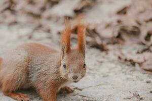 wenig rot Eichhörnchen im Herbst Winter Park im Polen foto