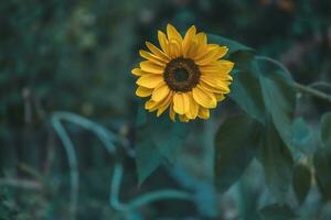 Gelb Sonnenblume Blume im das Garten auf Grün Laub Hintergrund foto