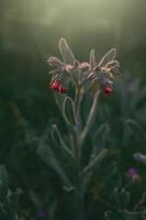 wenig Blume auf ein Grün Sommer- Wiese im das Sonnenschein auf ein warm Tag im Nahansicht foto