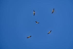 Storch Vogel im Flug gegen ein Blau wolkenlos Himmel Hintergrund foto