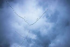 fliegend schwarz Vögel im das Himmel gegen ein Hintergrund von Wolken foto