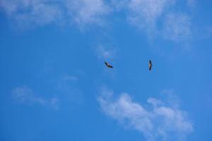 Vogel von Beute Jagd gegen das Hintergrund von Blau Himmel auf ein warm Sommer- Tag foto