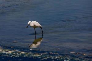 wenig Weiß Vogel auf ein Salz- See im Calpe Spanien auf ein Sommer- Tag... foto
