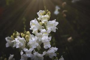 Sommer- bunt Blumen von Löwen Garten im Sonnenschein mit Bokeh foto