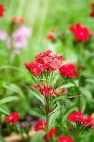 rot Blume von ein bärtig Garten Nelke auf ein Grün Garten Hintergrund auf ein warm Sommer- Tag foto