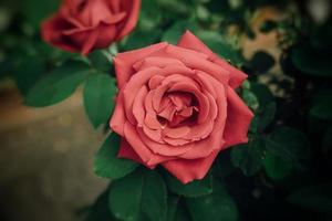 groß rot romantisch Rose im das Garten gegen das Hintergrund von Grün Blätter auf ein Sommer- Tag foto