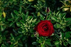 groß rot romantisch Rose im das Garten gegen das Hintergrund von Grün Blätter auf ein Sommer- Tag foto