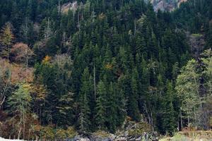 Herbst Wald Berge Bäume Landschaft frisch Luft foto