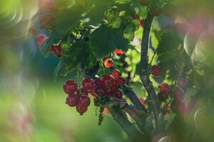 reif rot Johannisbeere im ein Sommer- Garten auf ein Busch auf ein Sommer- Tag foto