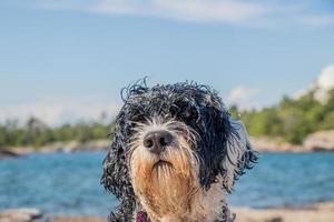 Hund mit ein sandig Gesicht beim das Strand foto