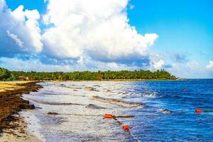 tropisch karibischer strand wasser algen sargazo playa del carmen mexiko. foto