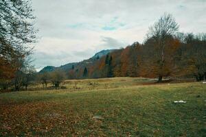 Herbst Wald Gelb Blätter Landschaft hoch Bäume Park frisch Luft foto