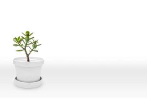 saftig Pflanze auf Vase isoliert auf Weiß Hintergrund Vase Ornament foto
