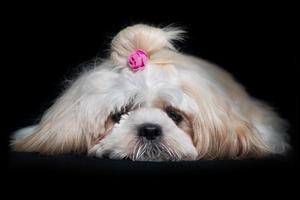 shih tzu Show Klasse Hund Weiß Porträt beim Studio auf schwarz Hintergrund foto