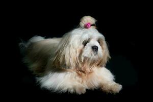 shih tzu Show Klasse Hund Weiß Porträt beim Studio auf schwarz Hintergrund foto