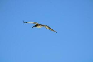 Pelikan fliegend im Blau Himmel foto