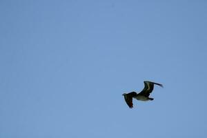 Pelikan fliegend im Blau Himmel foto