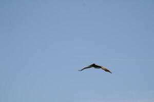 Pelikan fliegend im Blau Himmel foto
