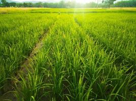 Grün Reis Körner im Paddy Feld mit Sonnenlicht foto